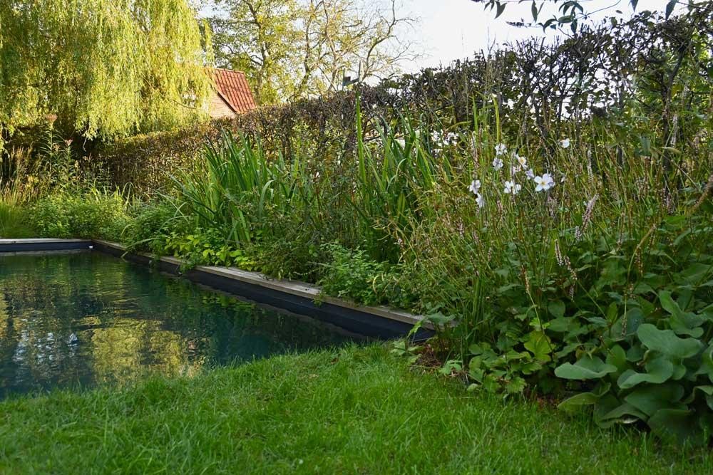 Detail of a natural pool with lush planting along the pool edge