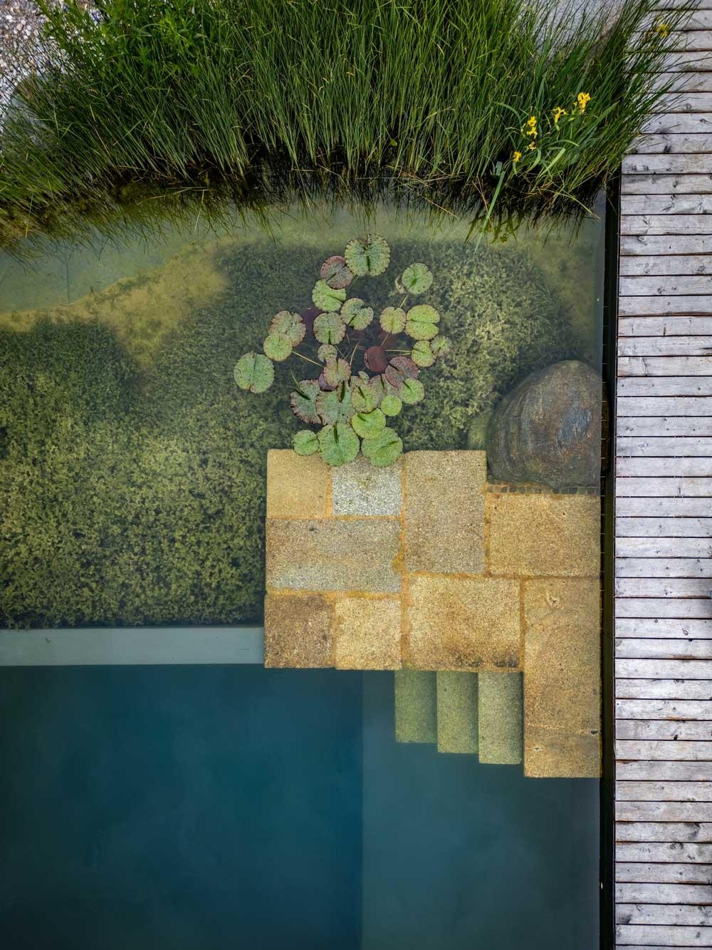 Detail of a natural pool with steps, water lilies and regeneration zone