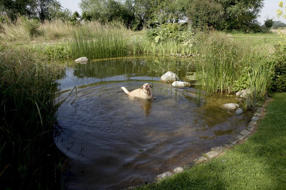 natural pool in UK with dog