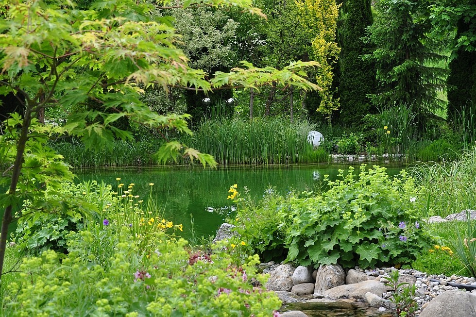 natural pool with a stream winding through the garden