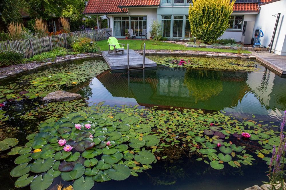 Natural pool with water lilies wooden jetty and garden by the house
