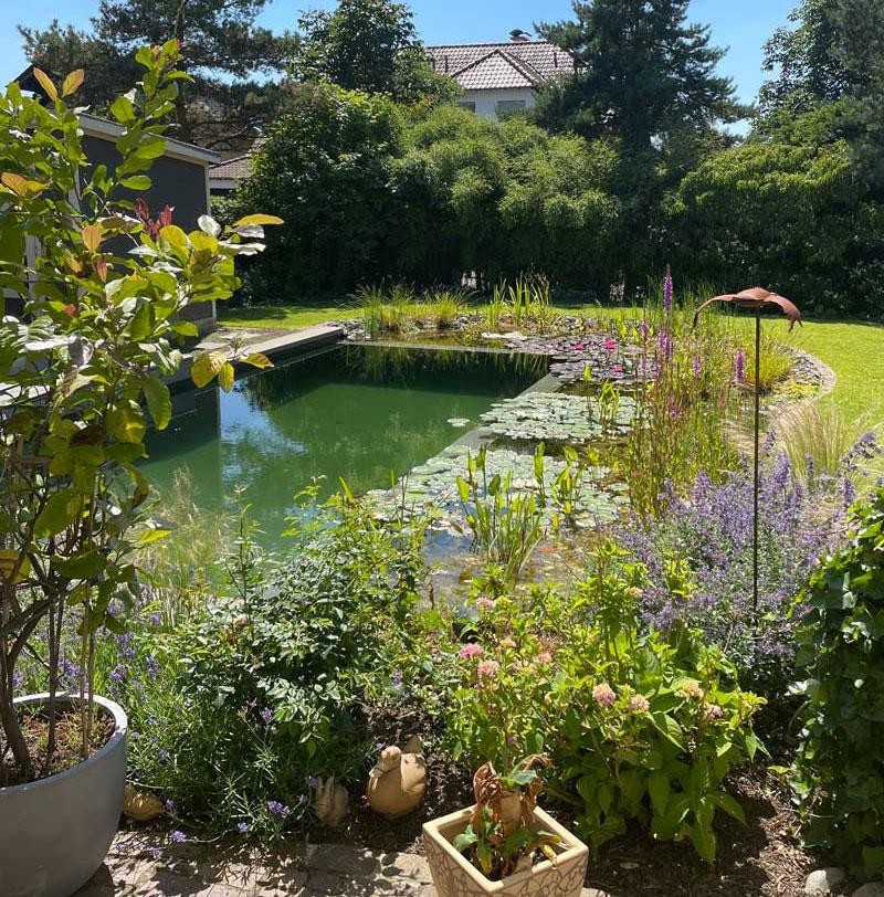 Swimming Pond in a backyard with water lilies and flowering shore plants