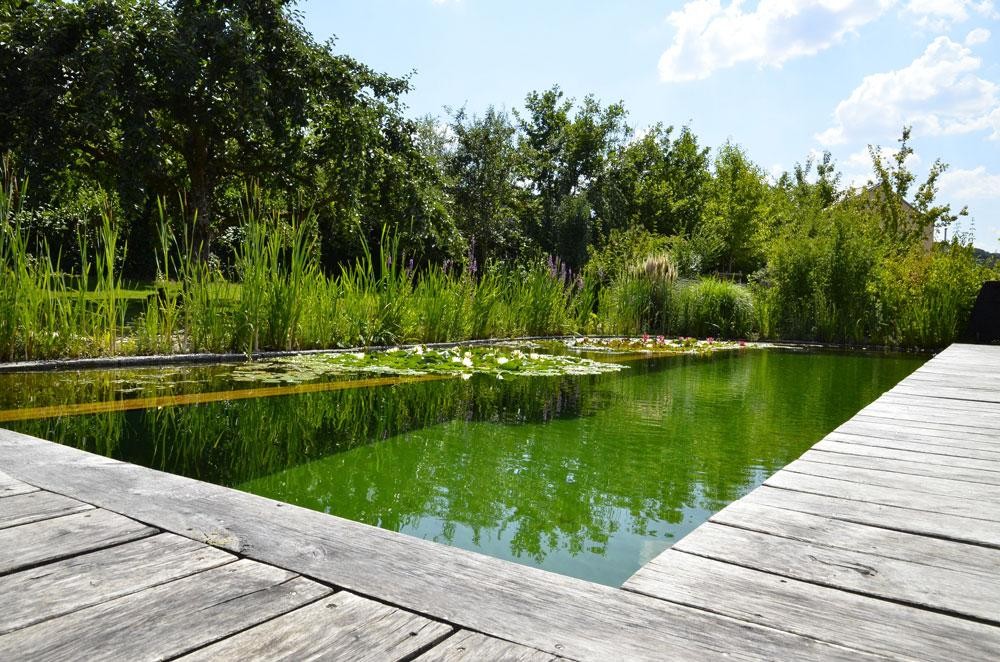 Natural swimming pond with aquatic plants and timber deck
