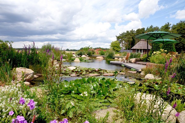 An oasis with a clear Swimming Pond surrounded by a world of plants