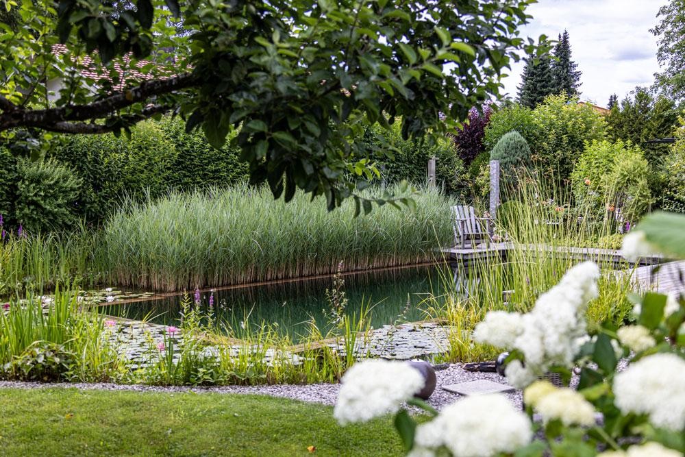Natural swimming pond with reeds and lush garden