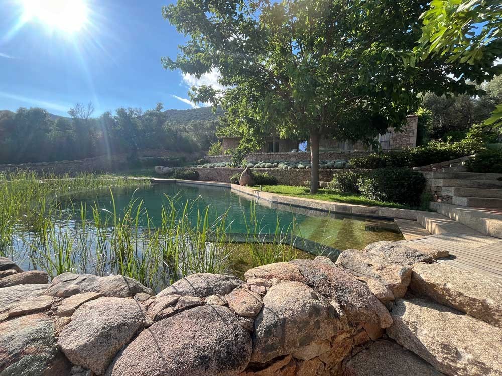 Sunny Swimming Pond with aquatic plants and stone terracing