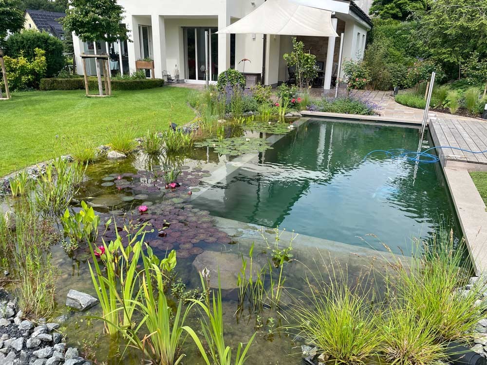 Swimming Pond with regeneration zone and wooden jetty in the house garden