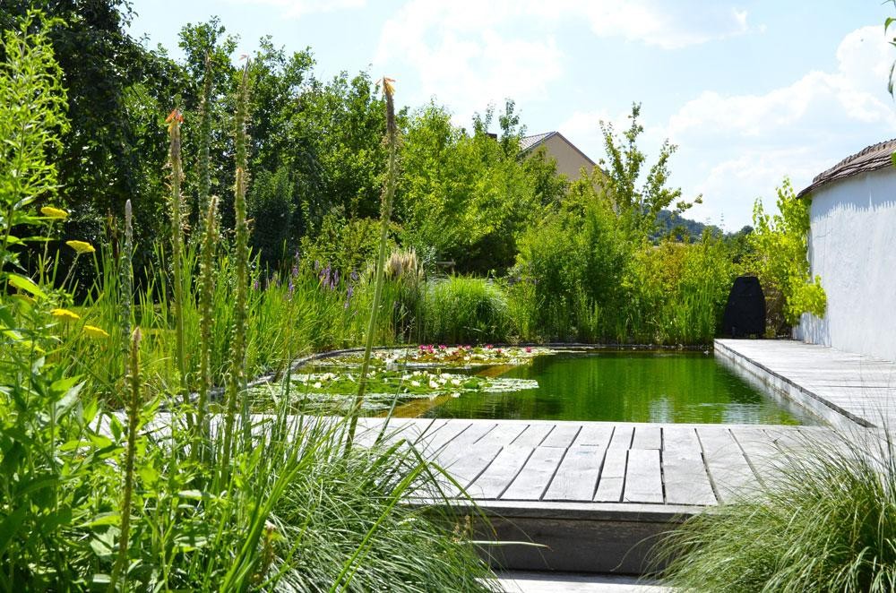 Swimming pond with timber deck and dense planted zone by the water