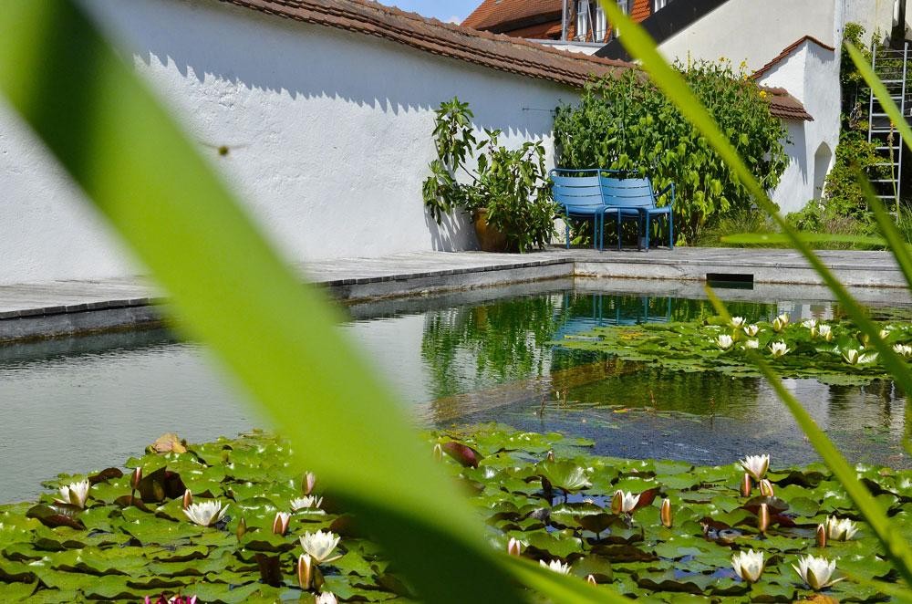 Swimming pond with water lilies white garden wall and blue bench