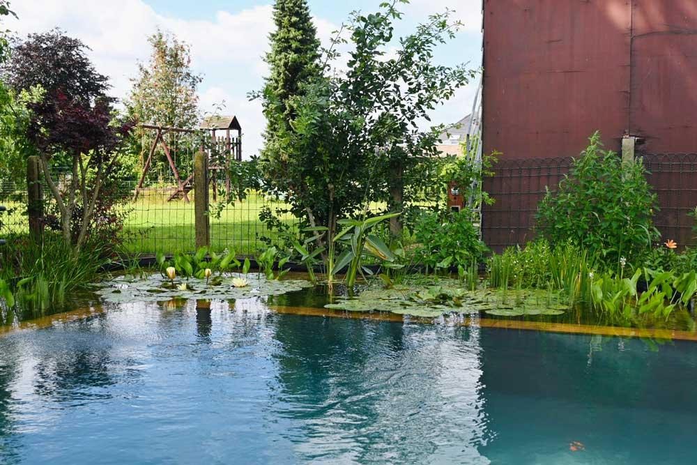 Swimming pond with water lilies, bank plants and natural filter zone