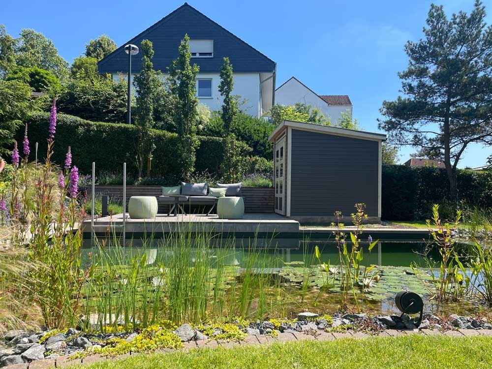 Swimming Pond with wooden terrace and plant zone in a sunny backyard