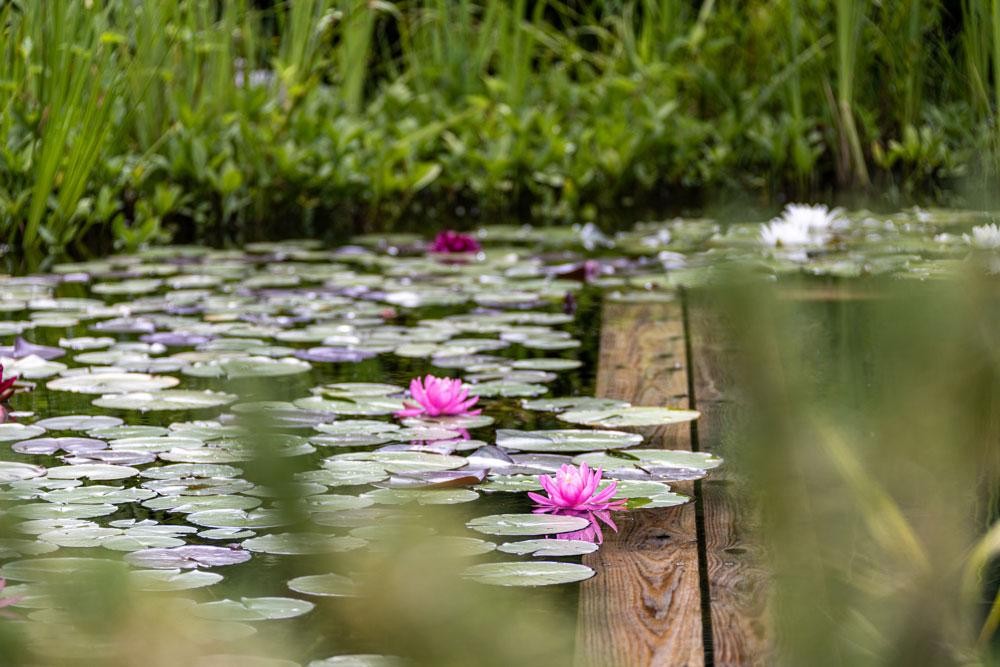 Water lilies in a natural pool with wooden edge and aquatic plants